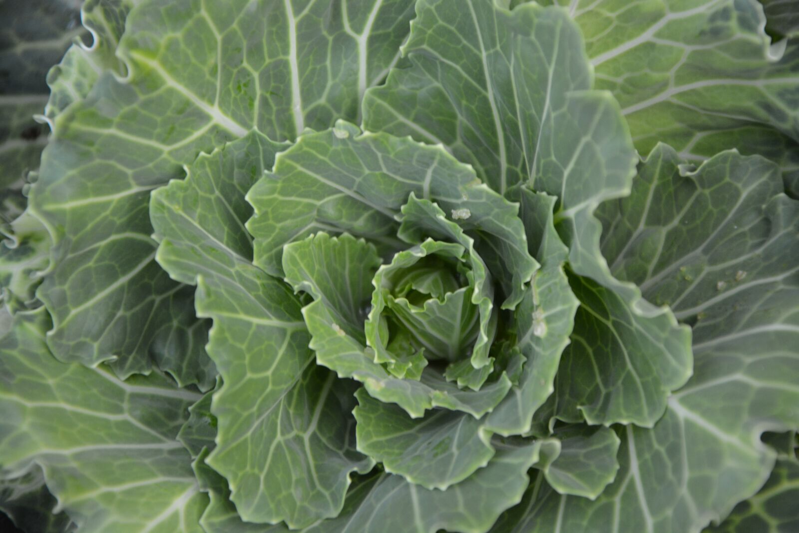 Nikon D5200 sample photo. Cabbage leaves, cabbage ornament photography