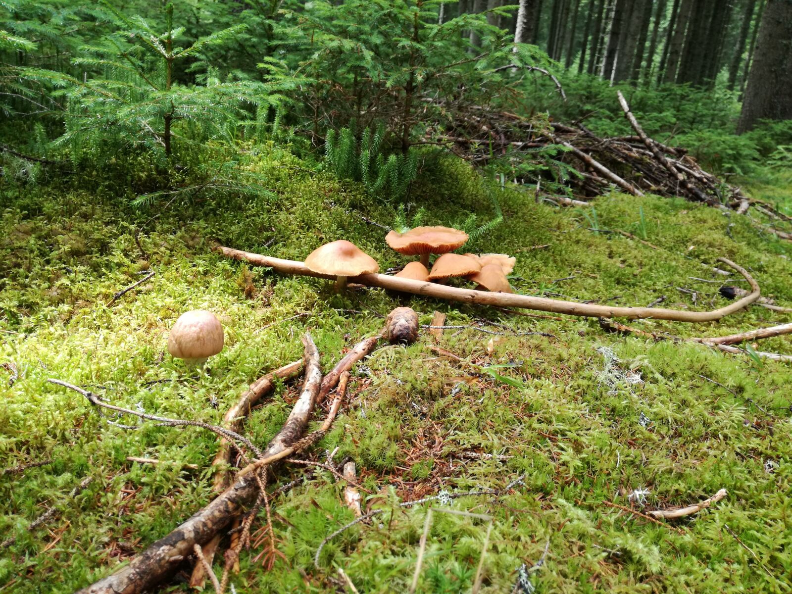 HUAWEI P9 LITE sample photo. Mushrooms, nature, biology photography