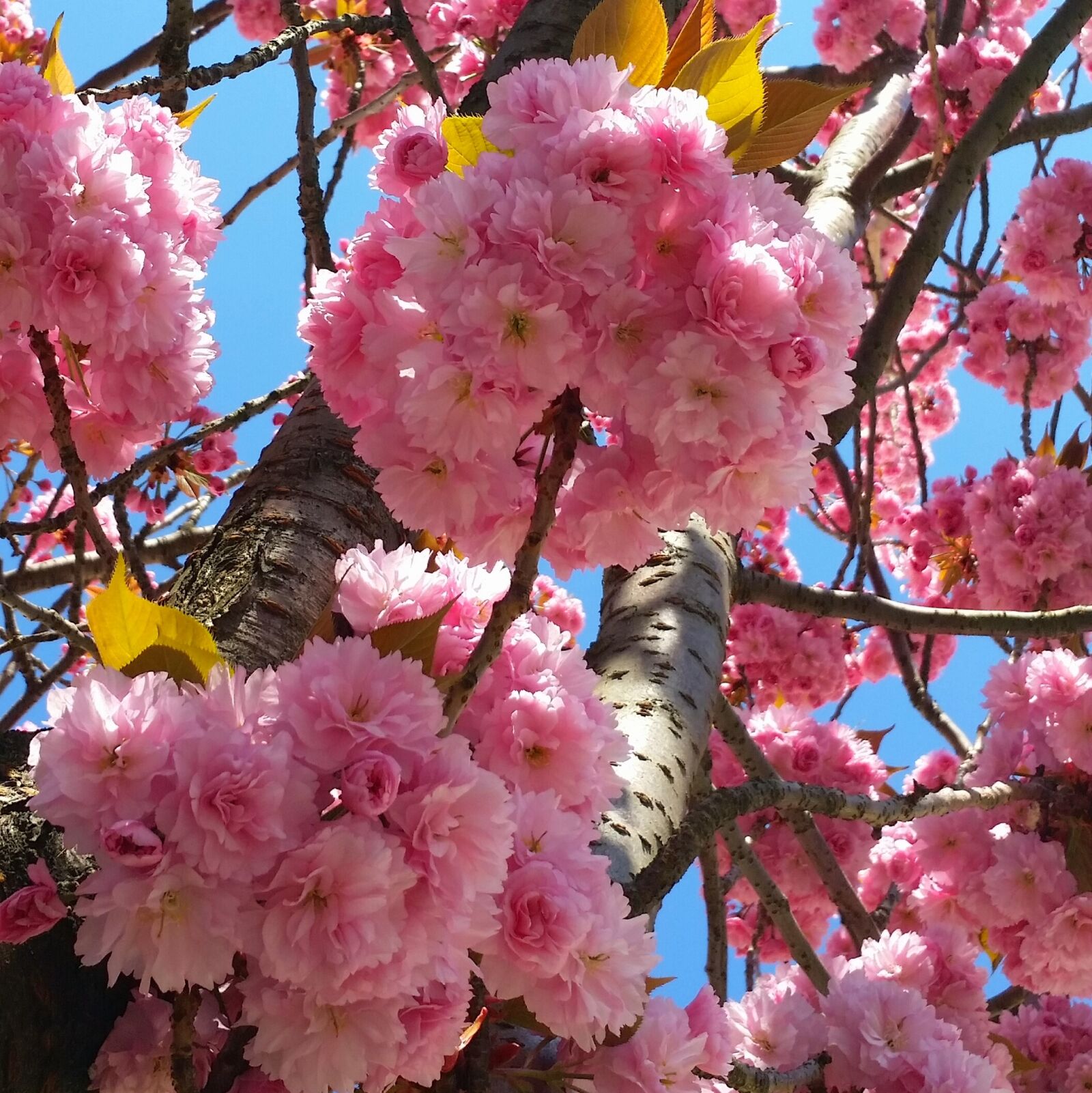 Samsung Galaxy S5 sample photo. Cherry blossom, bonn, heer photography