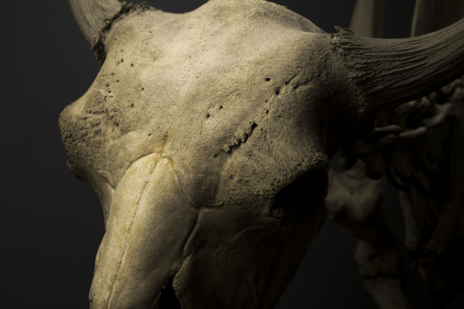 Canon EOS 700D (EOS Rebel T5i / EOS Kiss X7i) sample photo. Bones, cow, skull, mammal photography