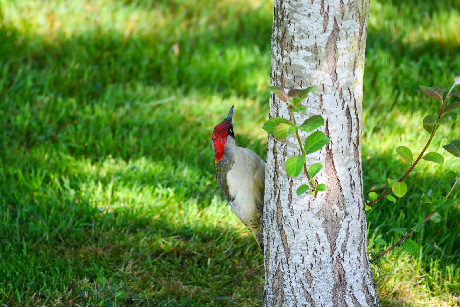Nikon D7100 sample photo. Green woodpecker, bird, nature photography