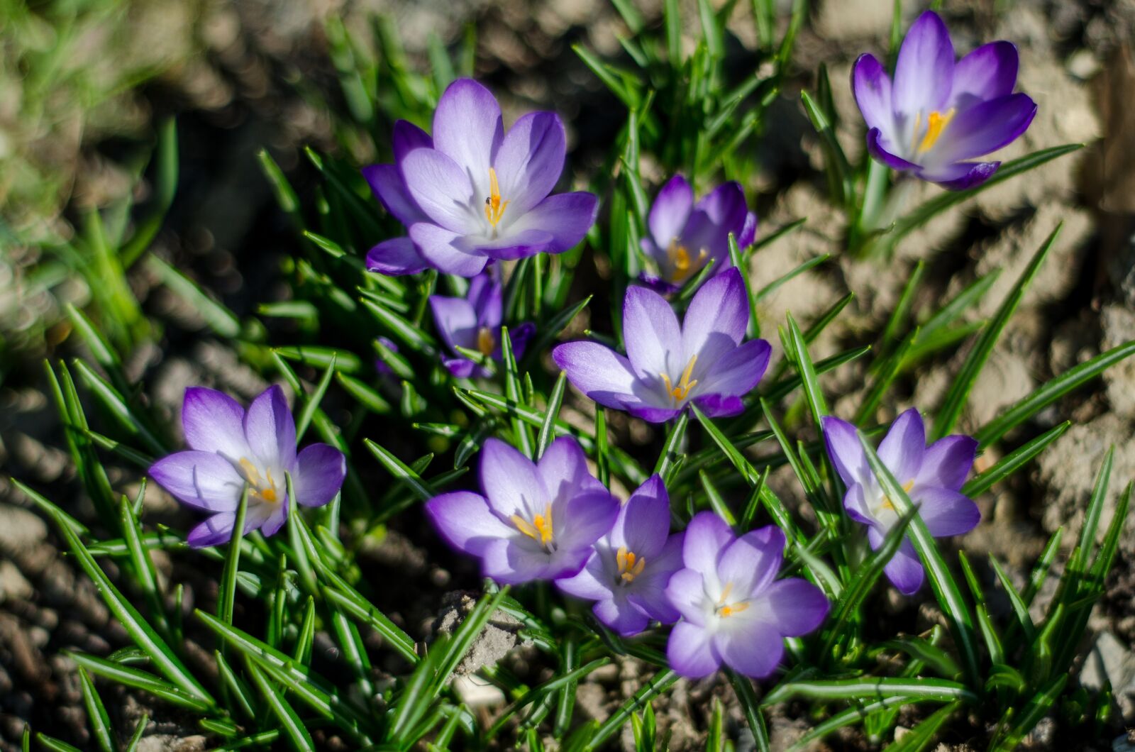 Nikon D7000 sample photo. Blue flower, violet, macro photography