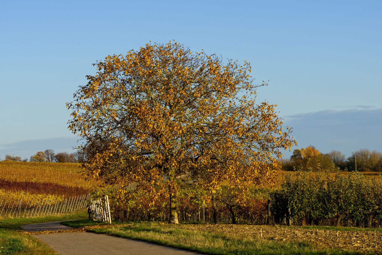 Sony a6000 sample photo. Tree, autumn, colorful photography