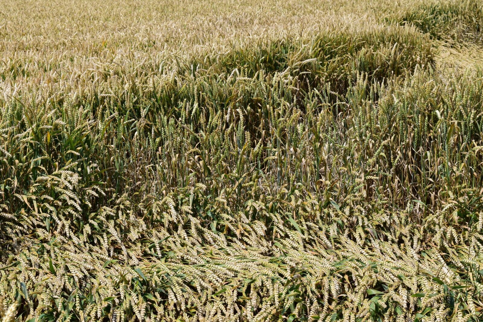 Nikon D3300 sample photo. Background, wheat field, cornfield photography