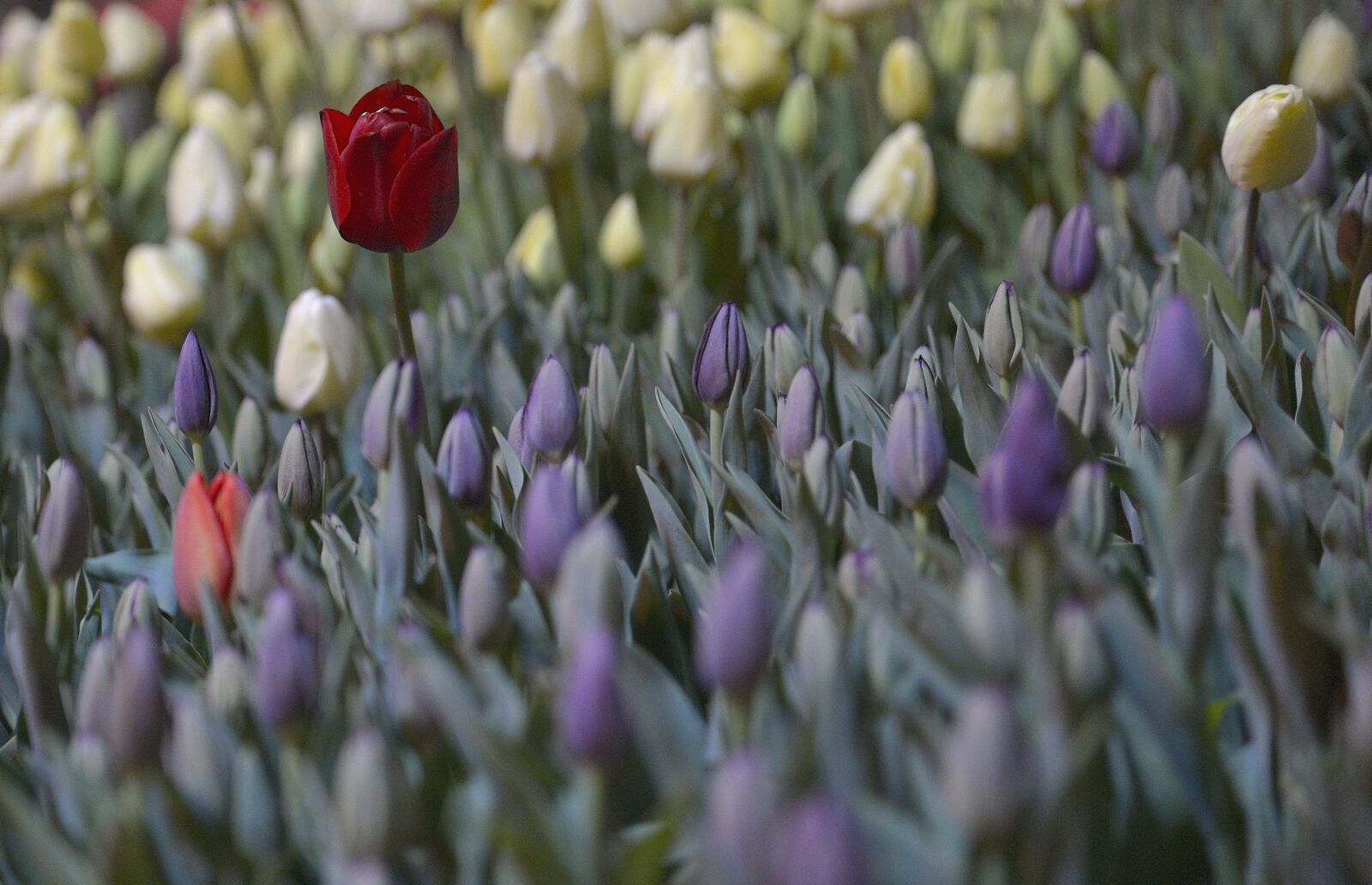 Nikon D610 sample photo. Red, tulips, single photography