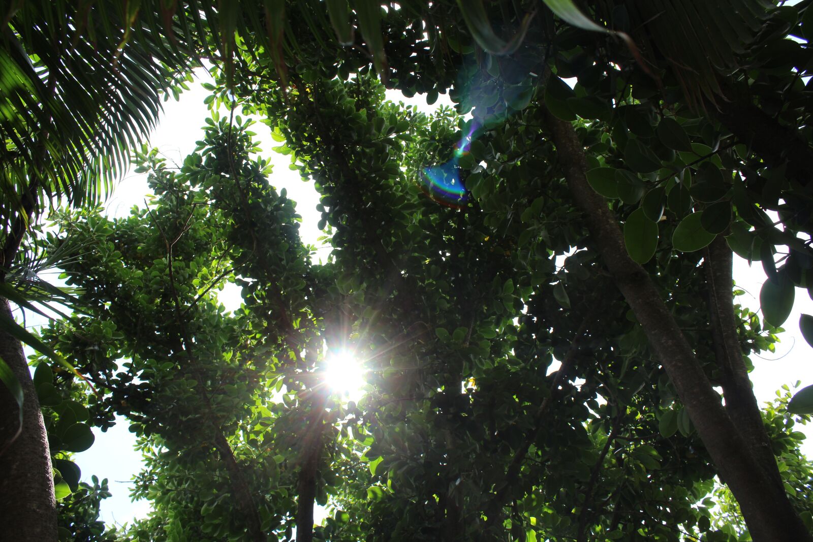 Canon EOS 1200D (EOS Rebel T5 / EOS Kiss X70 / EOS Hi) sample photo. Light, sunshine, green photography