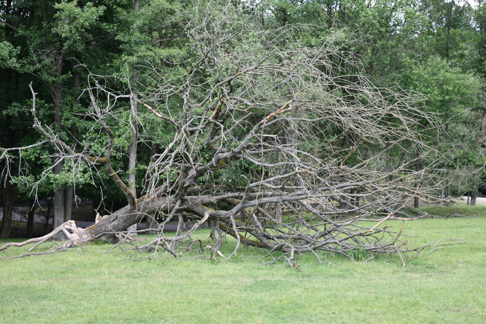 Nikon D3400 sample photo. Tree, dry, nature photography