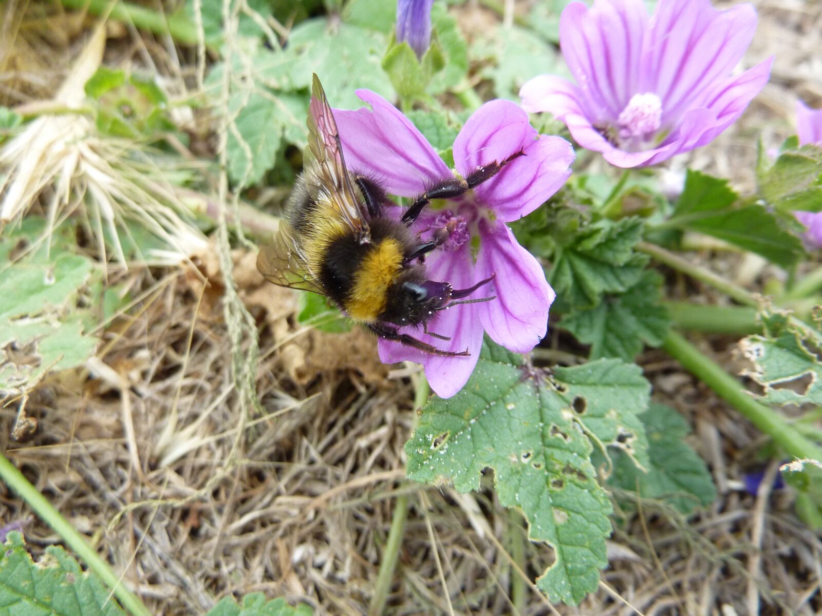 Panasonic DMC-TZ7 sample photo. Bee, flower, insect photography