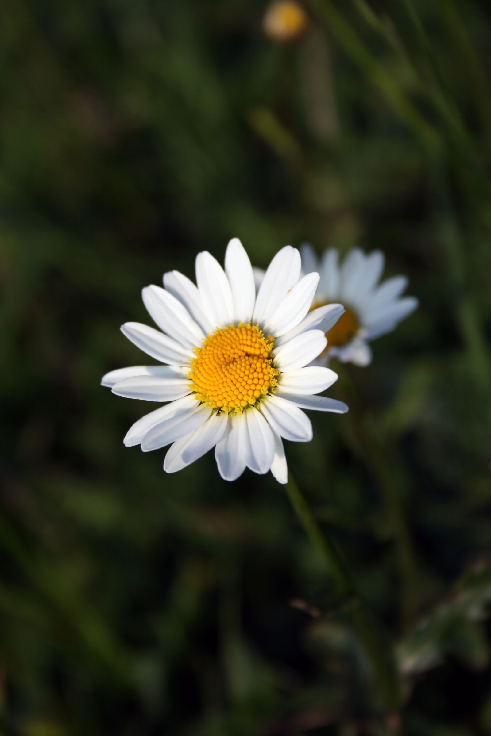 Canon EOS 400D (EOS Digital Rebel XTi / EOS Kiss Digital X) sample photo. Marguerite, flower, blossom photography