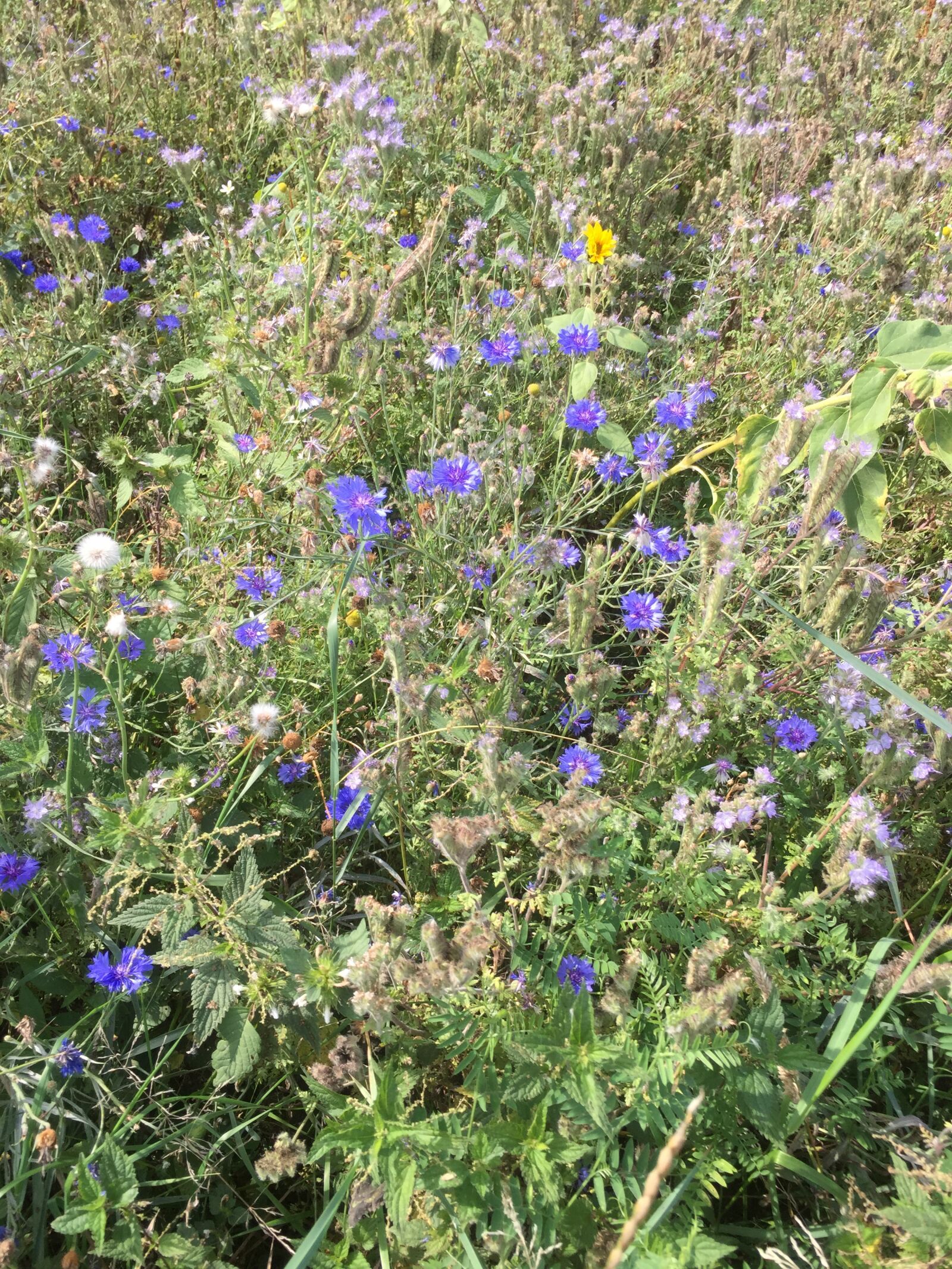 iPhone 6 Plus back camera 4.15mm f/2.2 sample photo. Forest, flower, spring photography