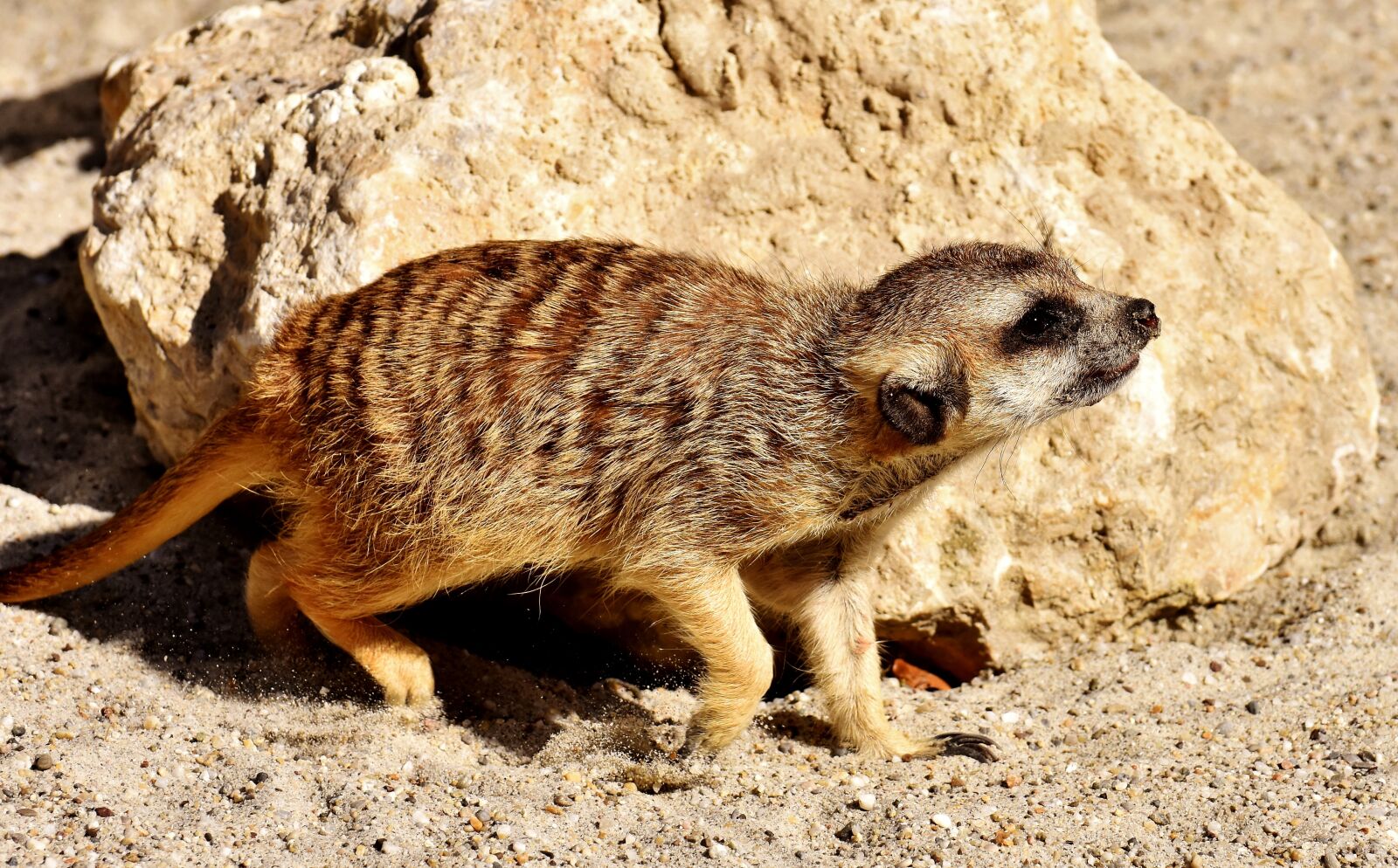 Nikon D7200 sample photo. Meerkat, cute, curious photography