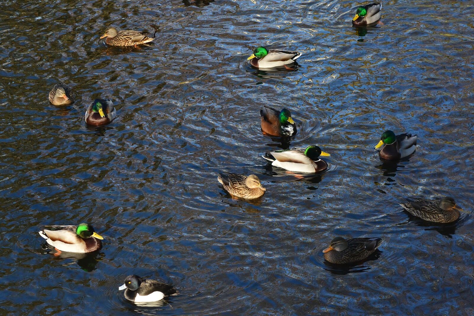 Nikon D5200 sample photo. Mallards, pond, water bird photography