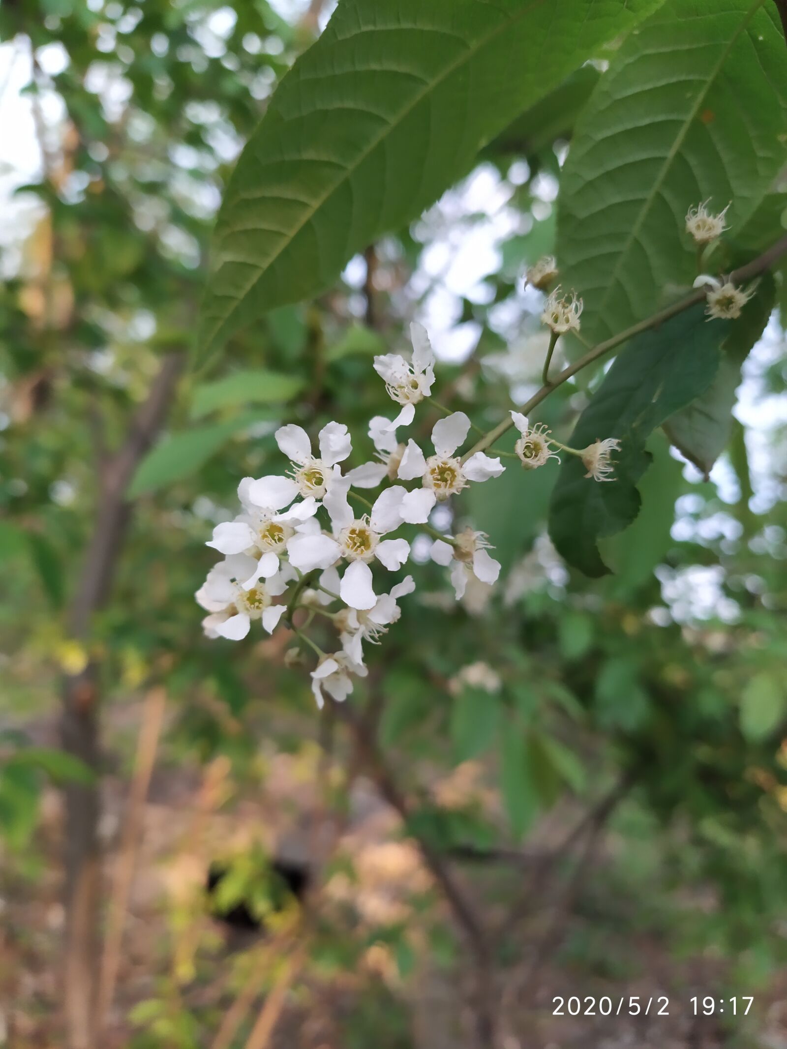 Xiaomi Redmi Note 7 sample photo. Biały, kwiat, wiosenny photography