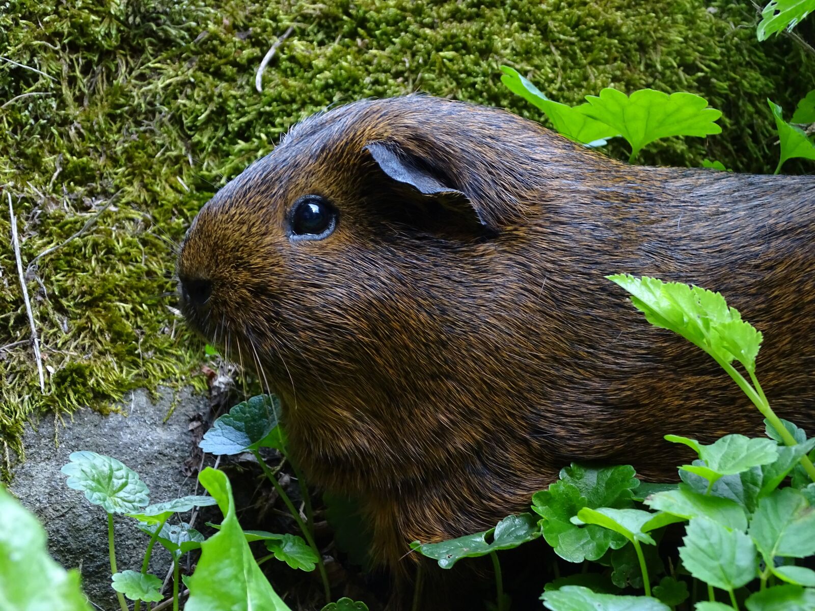 Sony Cyber-shot DSC-HX400V sample photo. Guinea-pig, mammal, agouti photography