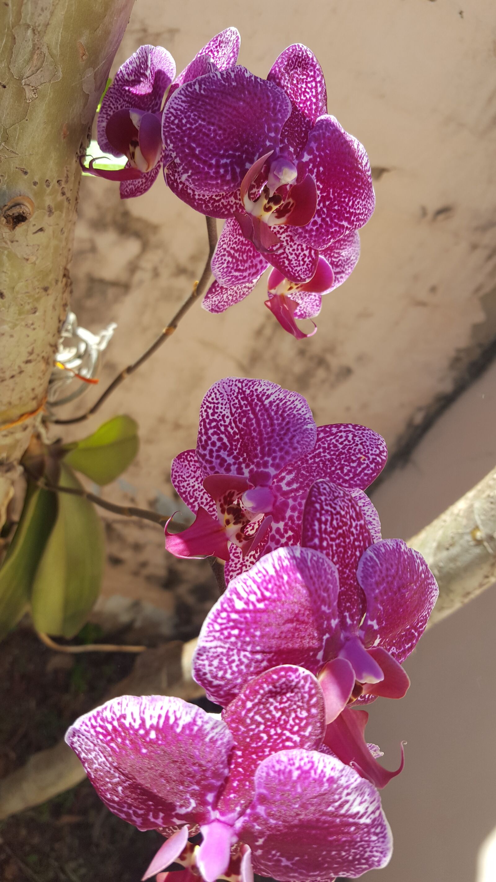 Samsung GALAXY S6 edge sample photo. Nature, plant, flower photography