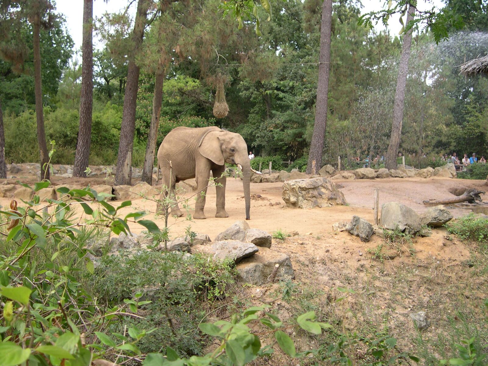 Nikon E4300 sample photo. Elephant, zoo, arrow photography