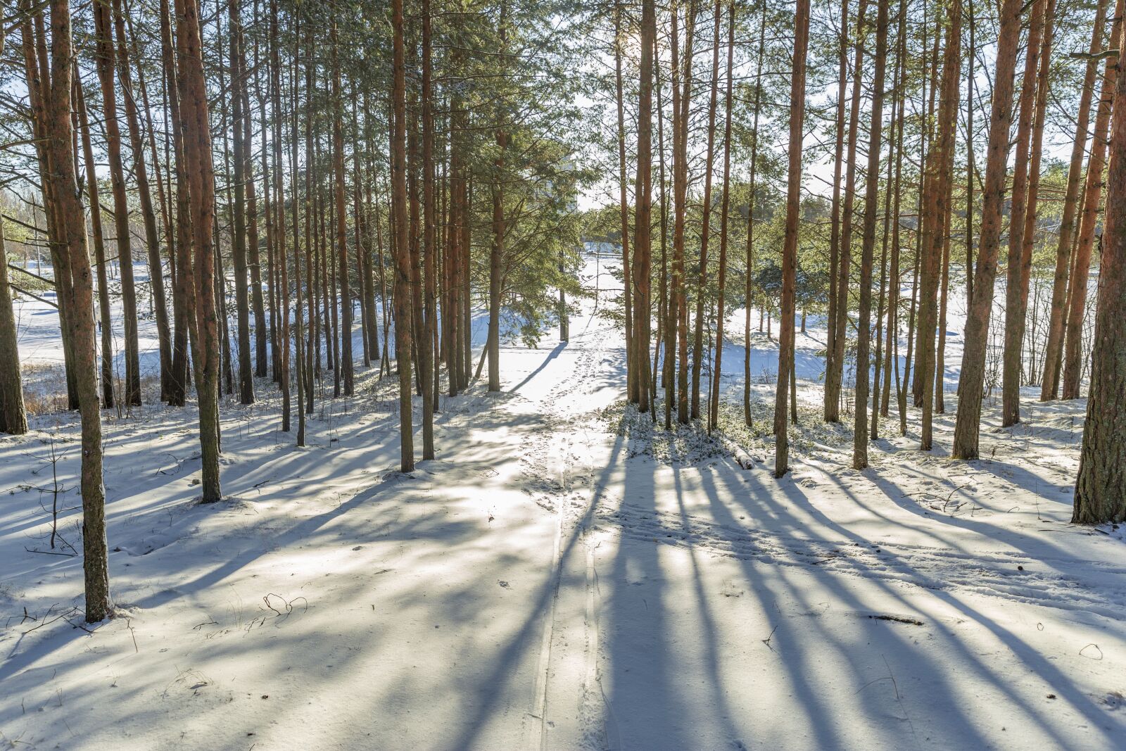 Canon EF 24-70mm F2.8L II USM sample photo. Winter, sestroretsk, february photography