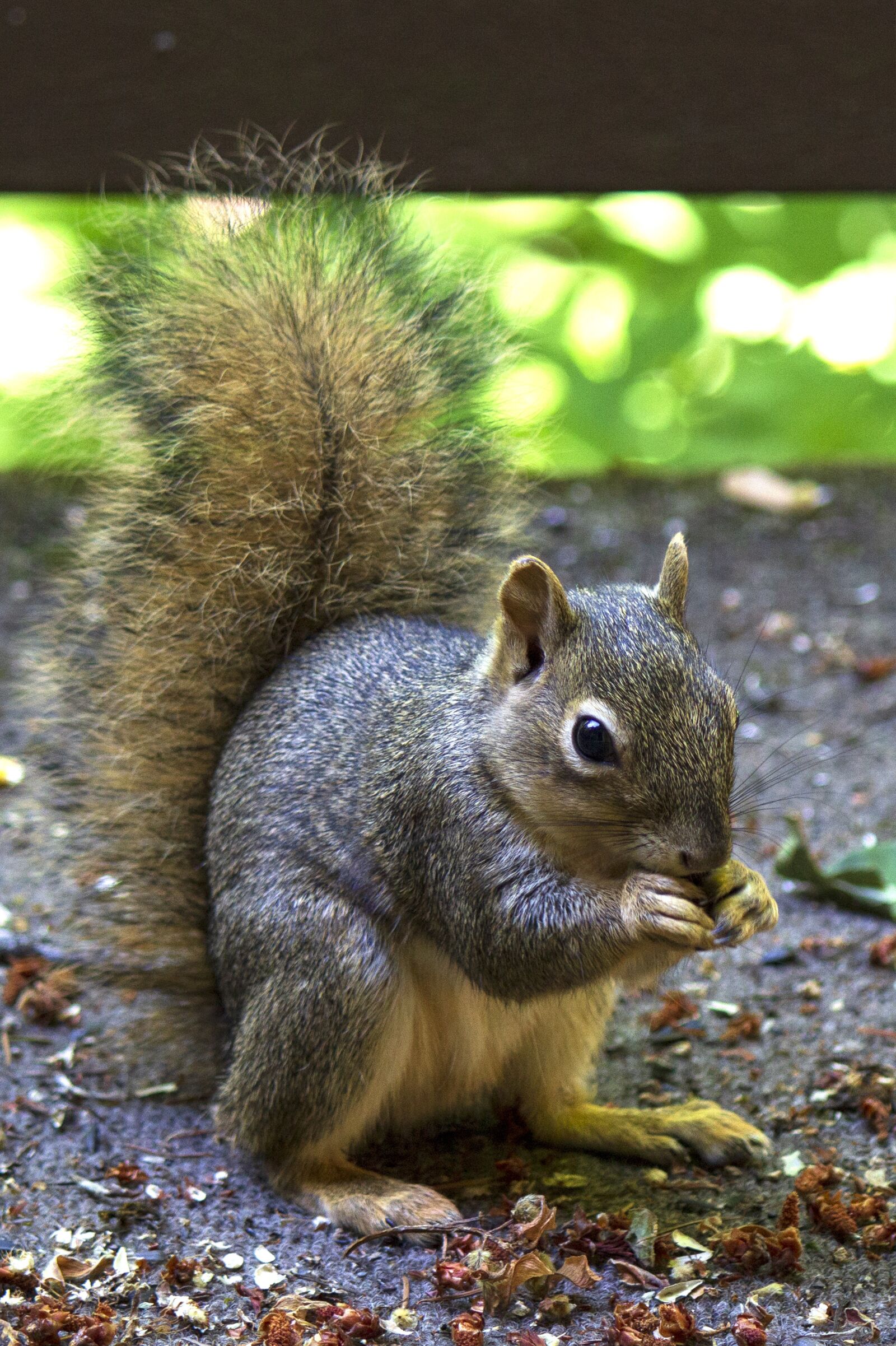 Canon EOS 600D (Rebel EOS T3i / EOS Kiss X5) sample photo. Mammal, squirrel, eating photography