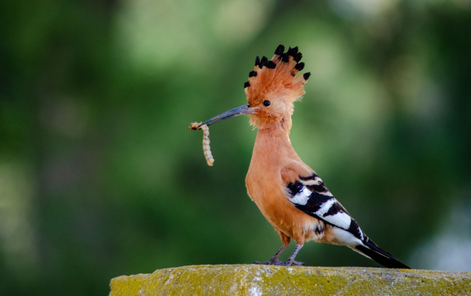 Nikon D7000 sample photo. Hoopoe, african, bird photography
