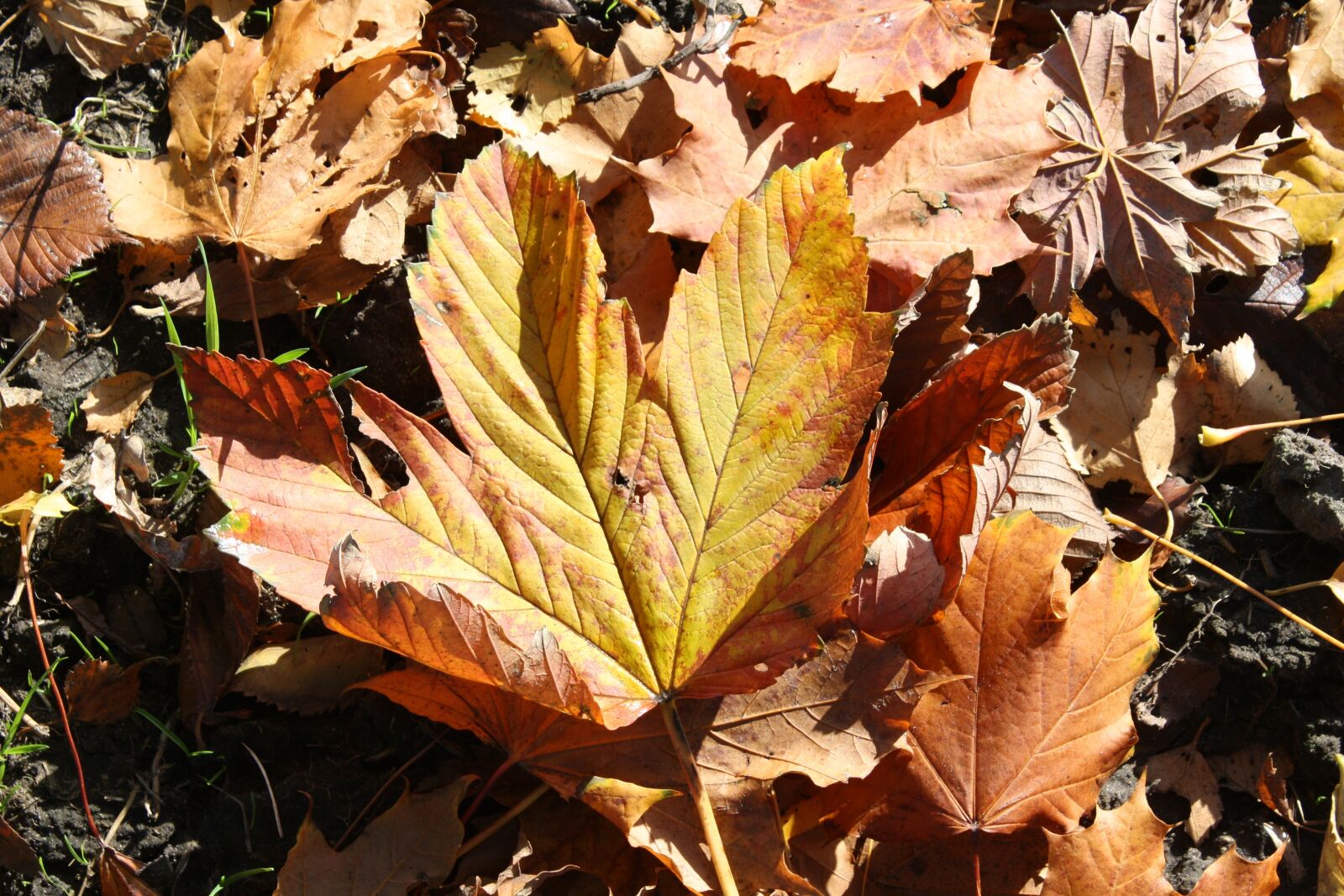 Canon EOS 1000D (EOS Digital Rebel XS / EOS Kiss F) sample photo. Leaf, autumn, maple photography