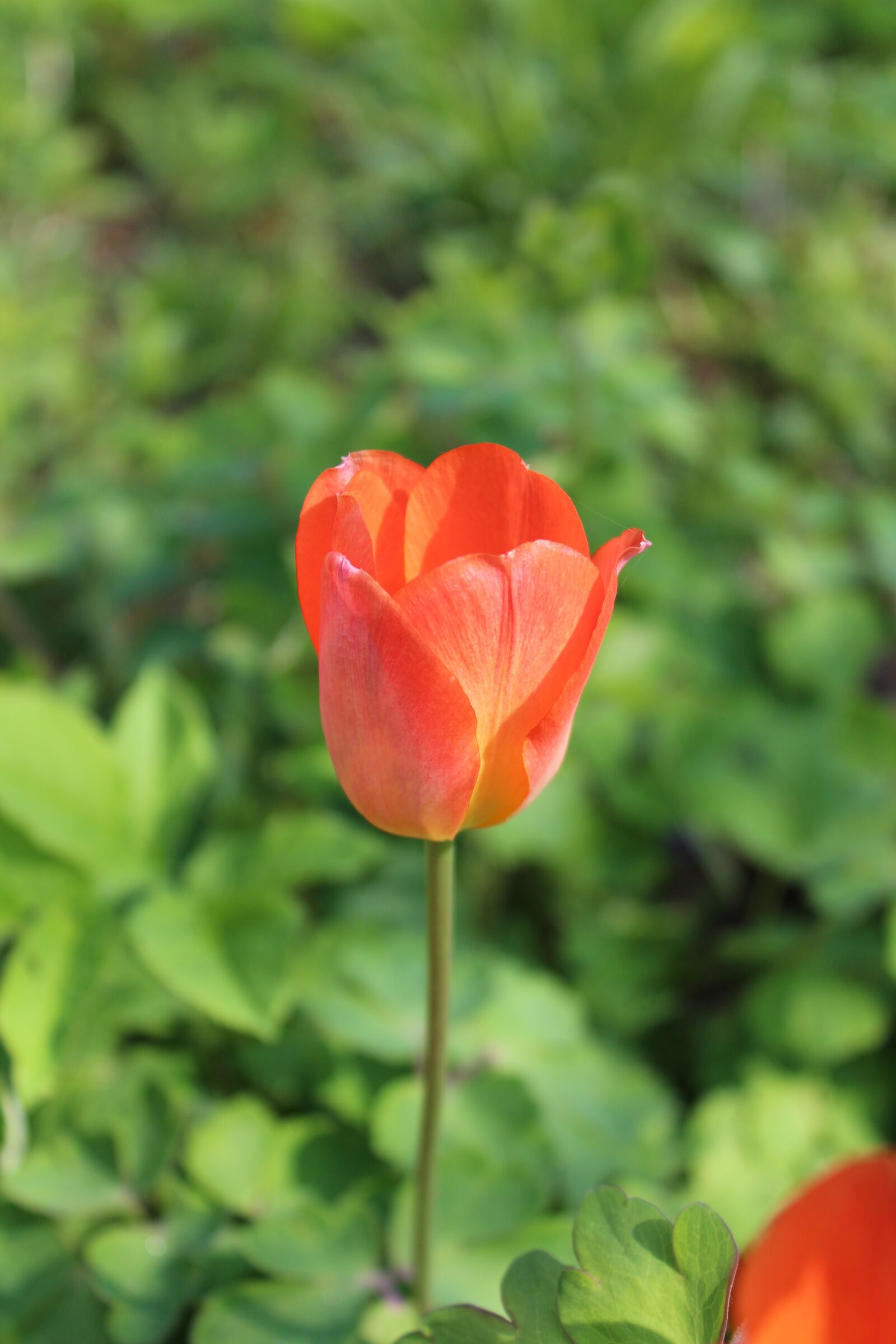 Canon EOS 650D (EOS Rebel T4i / EOS Kiss X6i) sample photo. Tulip, red, spring photography