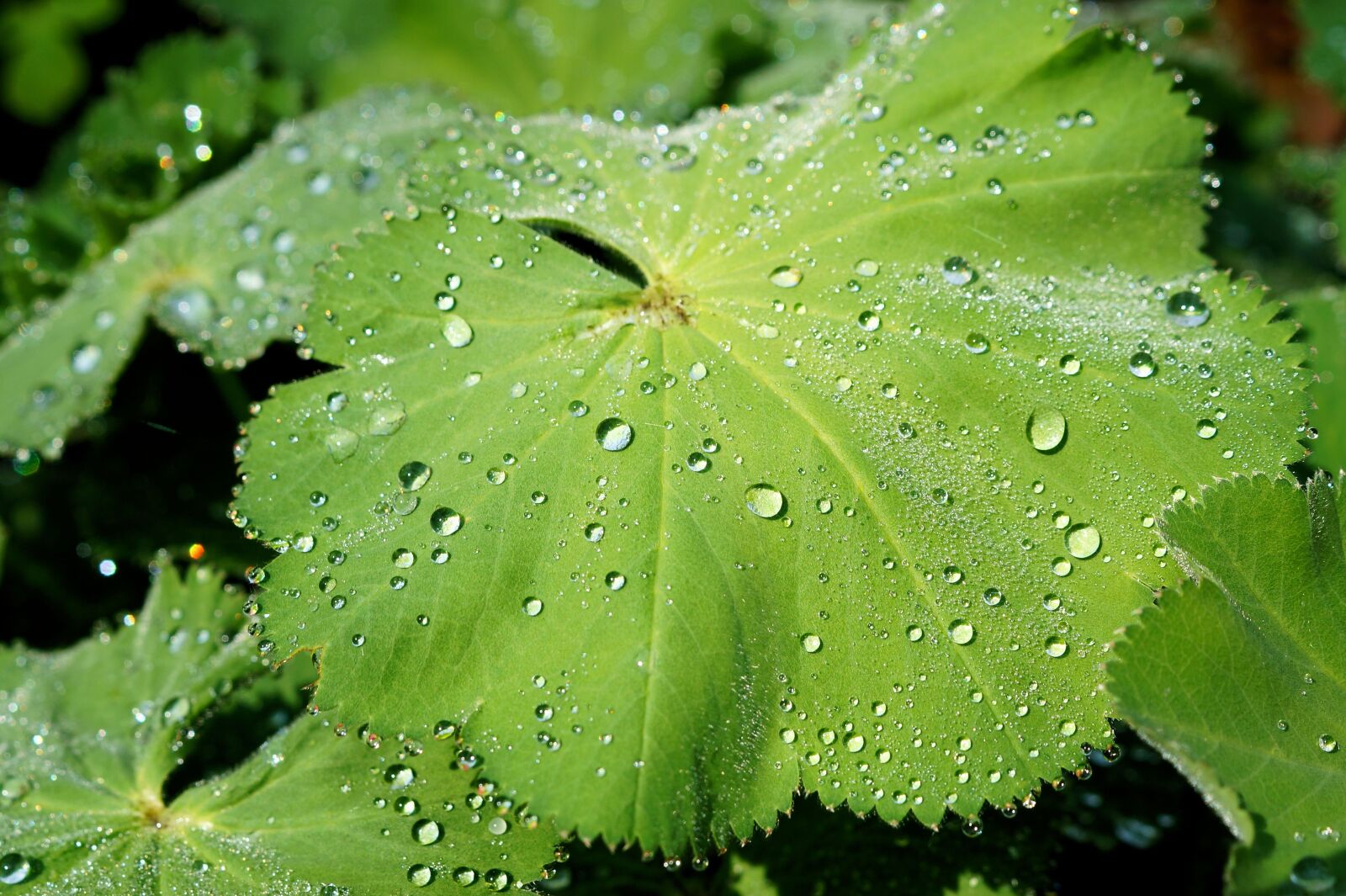 Sony SLT-A58 + Sony DT 30mm F2.8 Macro SAM sample photo. Leaf, plant, green photography