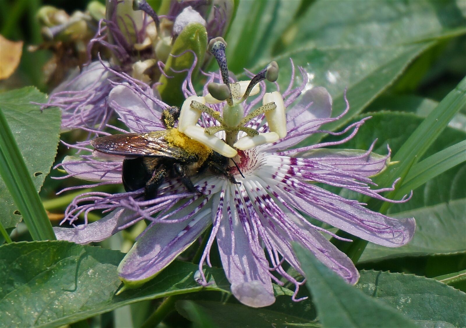 Sony Alpha NEX-5T sample photo. Passion flower, pollen-loaded bumblebee photography
