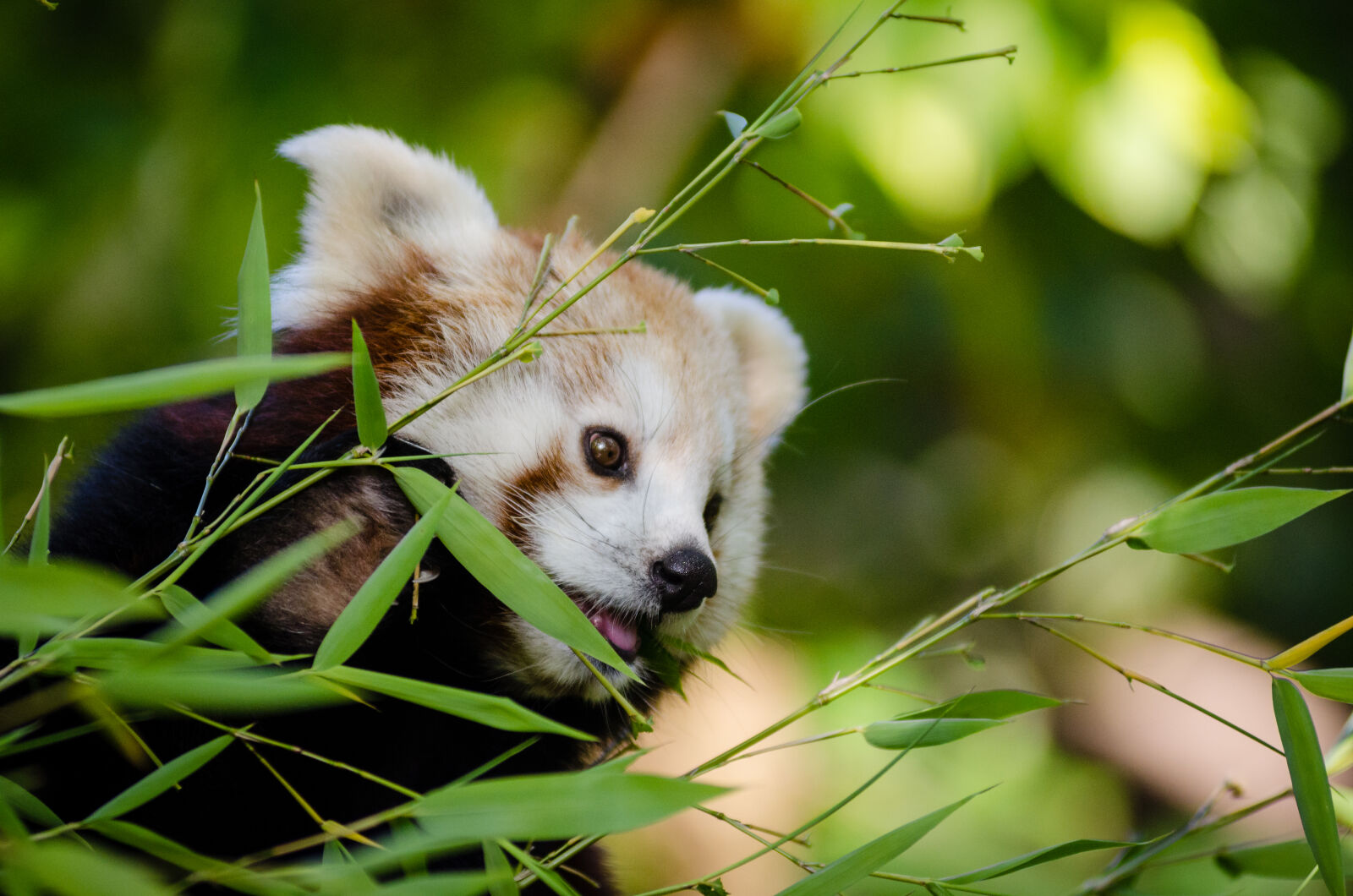 AF Zoom-Nikkor 80-200mm f/2.8 ED sample photo. Shallow, focus, photography, of photography