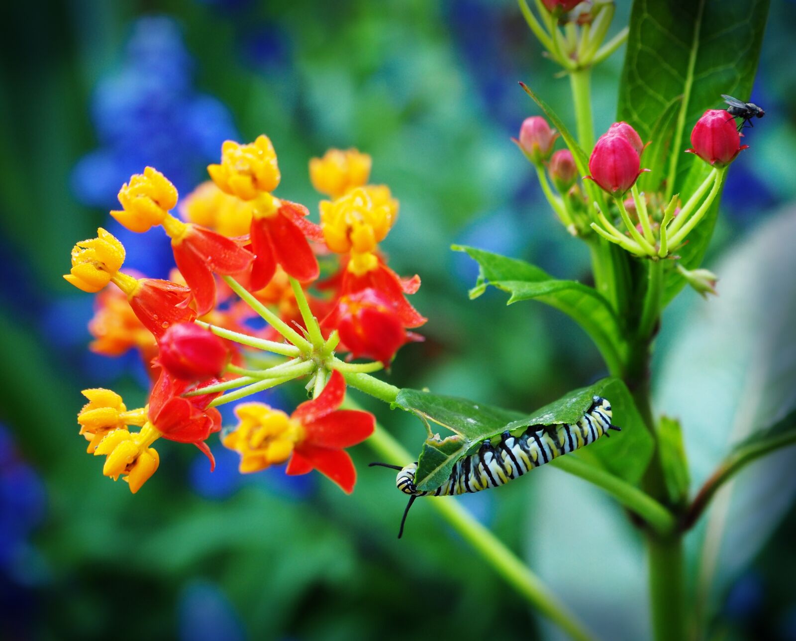 Olympus OM-D E-M10 II sample photo. Flower, nature, outdoors photography