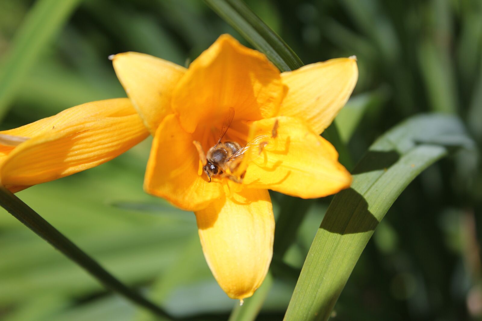 Canon EOS 550D (EOS Rebel T2i / EOS Kiss X4) sample photo. Flowers, flower bed, garden photography