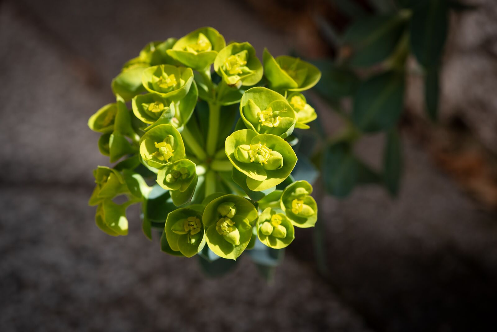 Nikon D750 sample photo. Plant, green, blossom photography