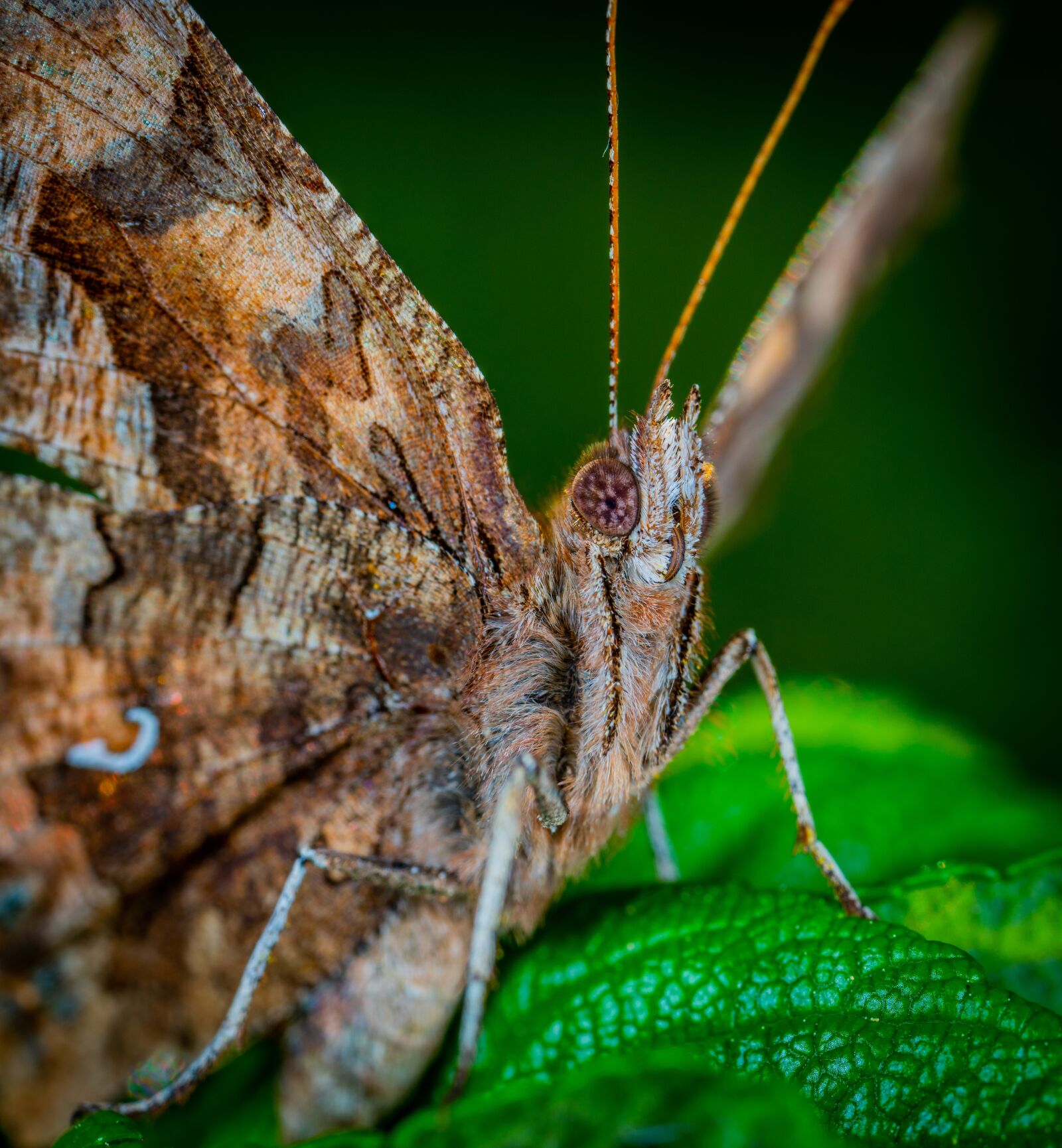 #124 65/2.8 sample photo. Butterfly, lepidoptera, macro photography