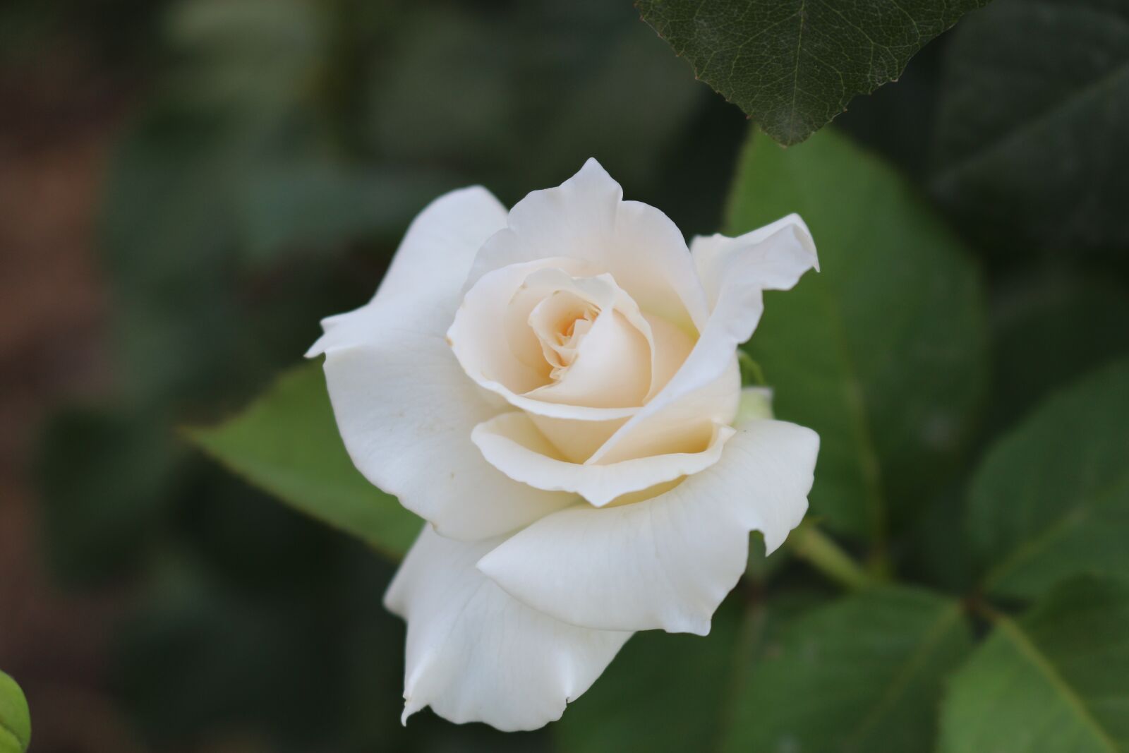 Canon EOS 100D (EOS Rebel SL1 / EOS Kiss X7) sample photo. White, rose, love photography