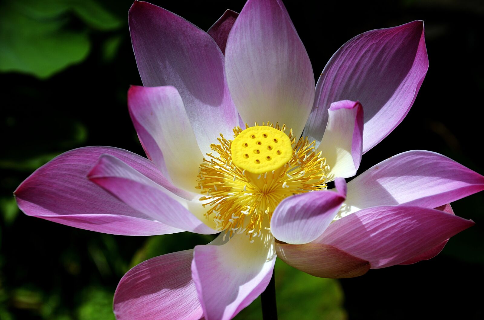 Nikon D5100 sample photo. Flower, flora, lotus photography