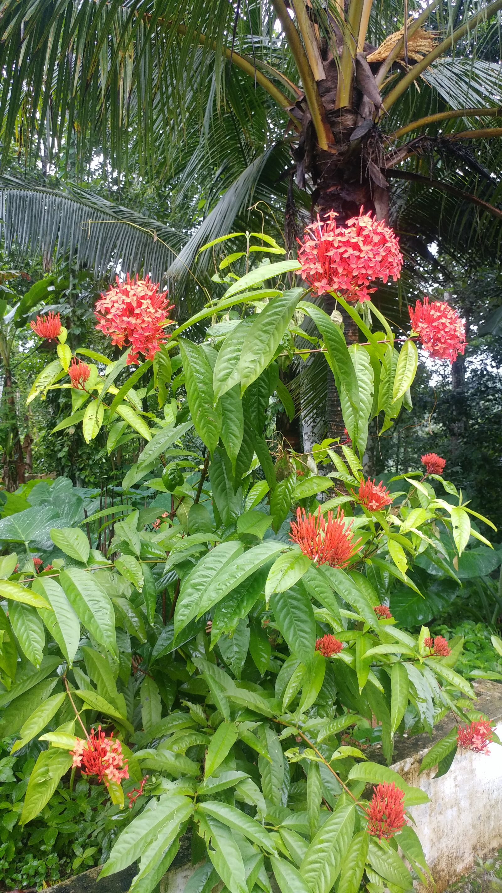 LG G5 SE sample photo. Flowers, red, greenery photography