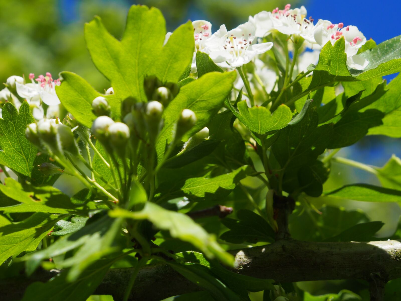 Olympus OM-D E-M5 sample photo. Spring, beauty, hawthorn photography