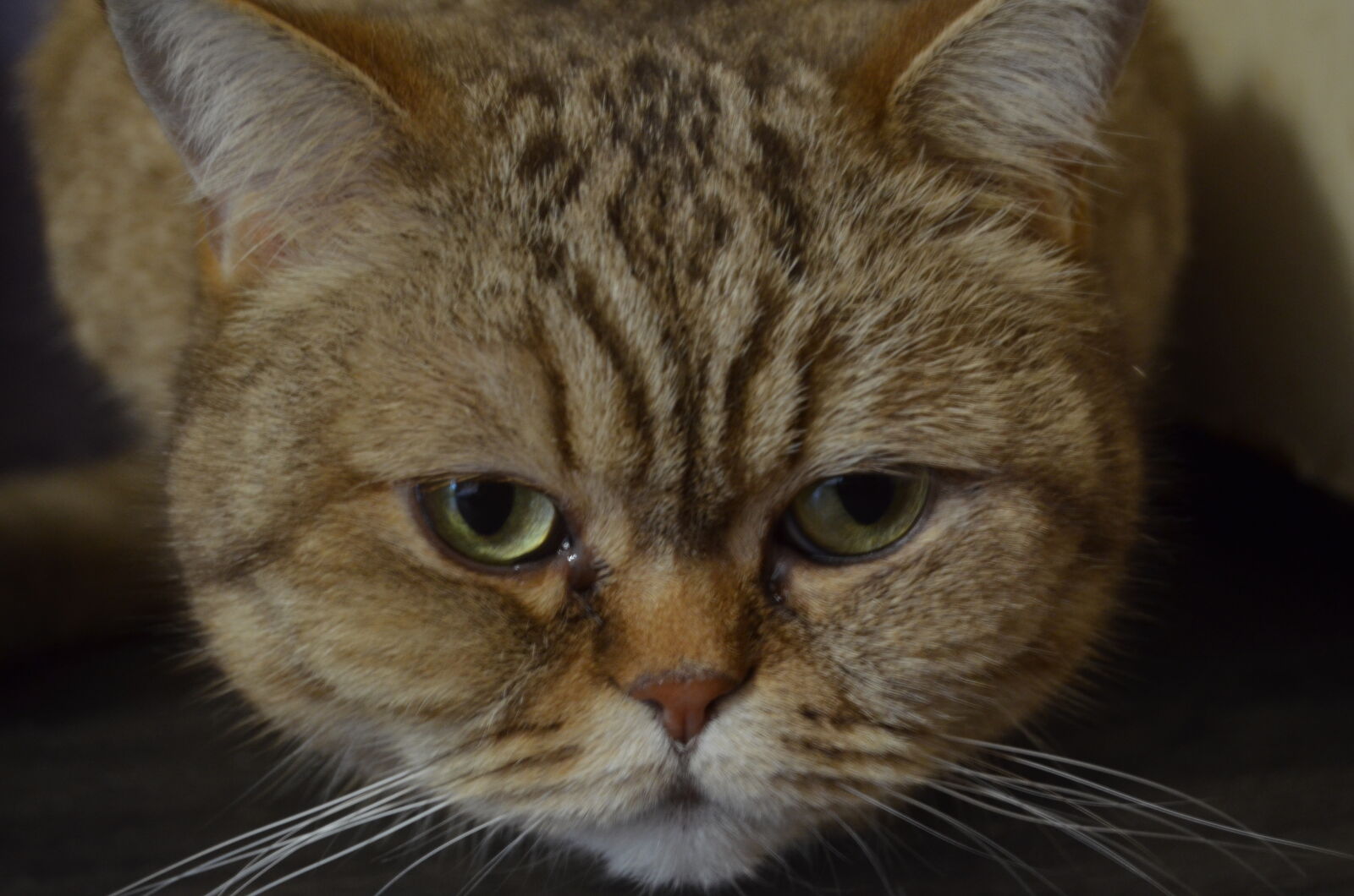 Nikon D5100 sample photo