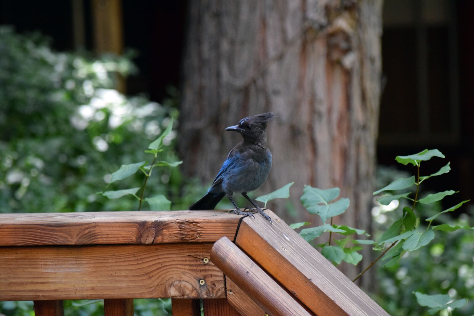 Nikon D3300 sample photo. Blue jay, woods, cabin photography