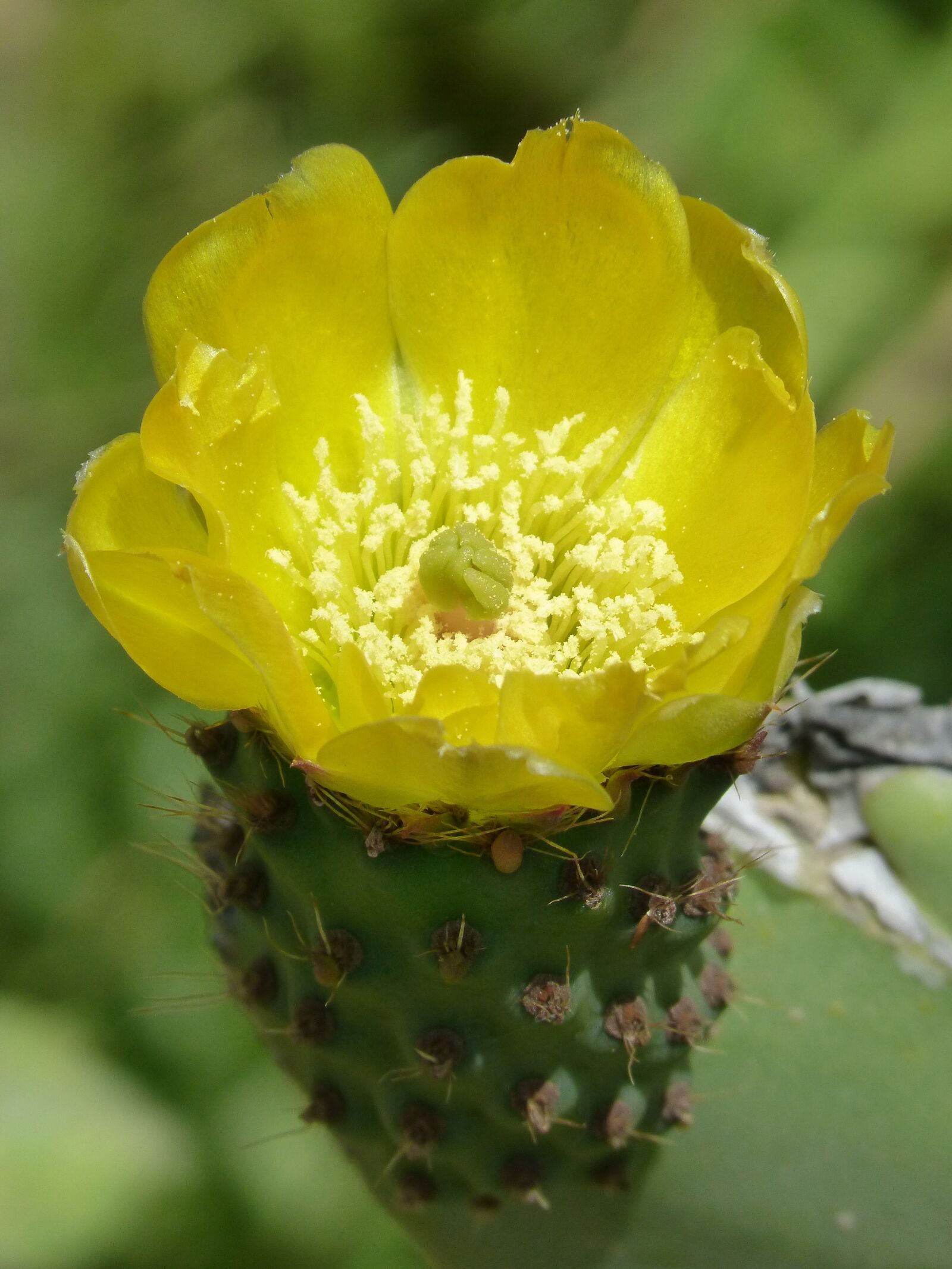 Panasonic DMC-FZ62 sample photo. Cactus, flo chumbera, prickly photography