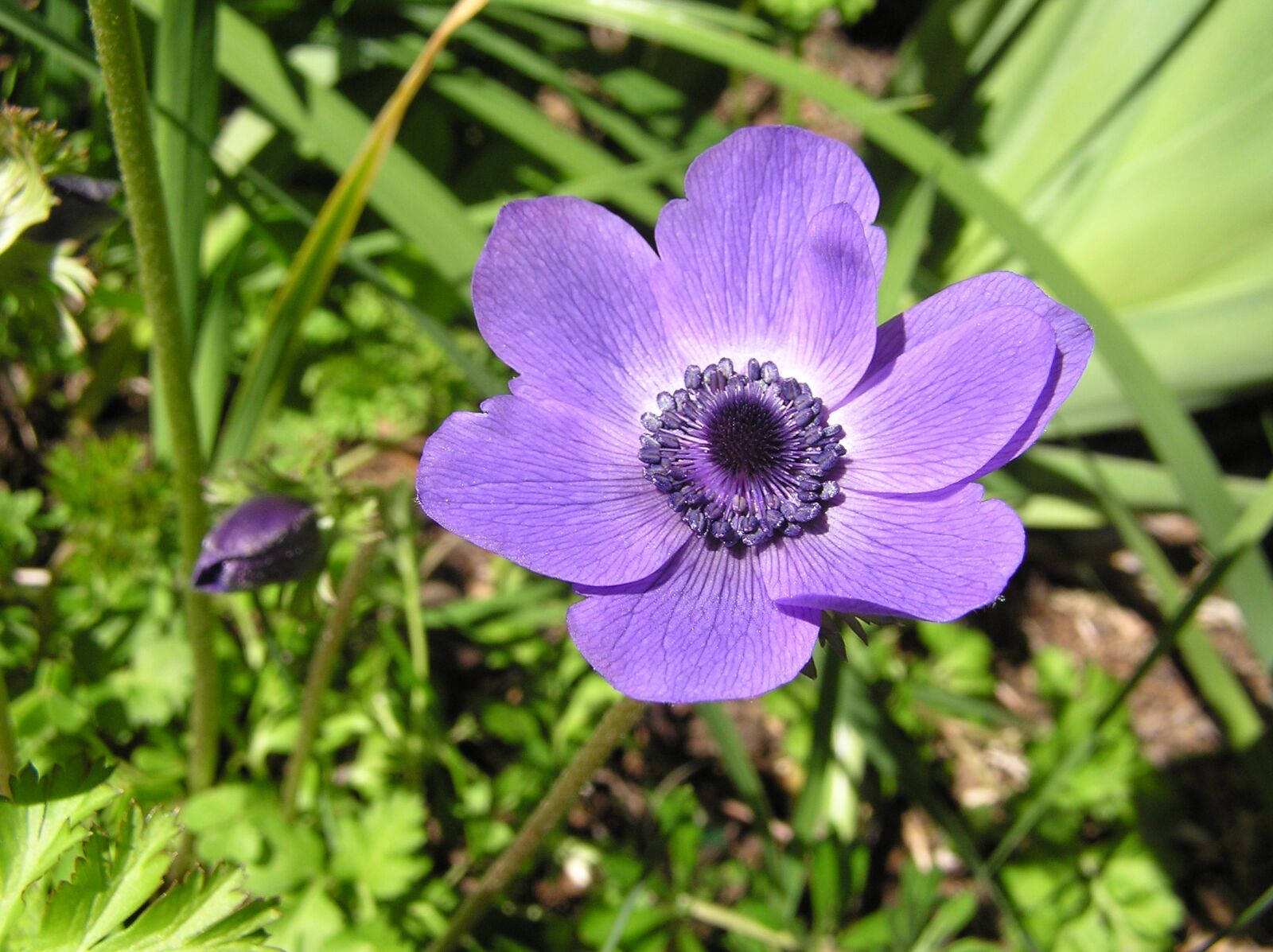 Olympus C750UZ sample photo. Purple, anemone, flower photography