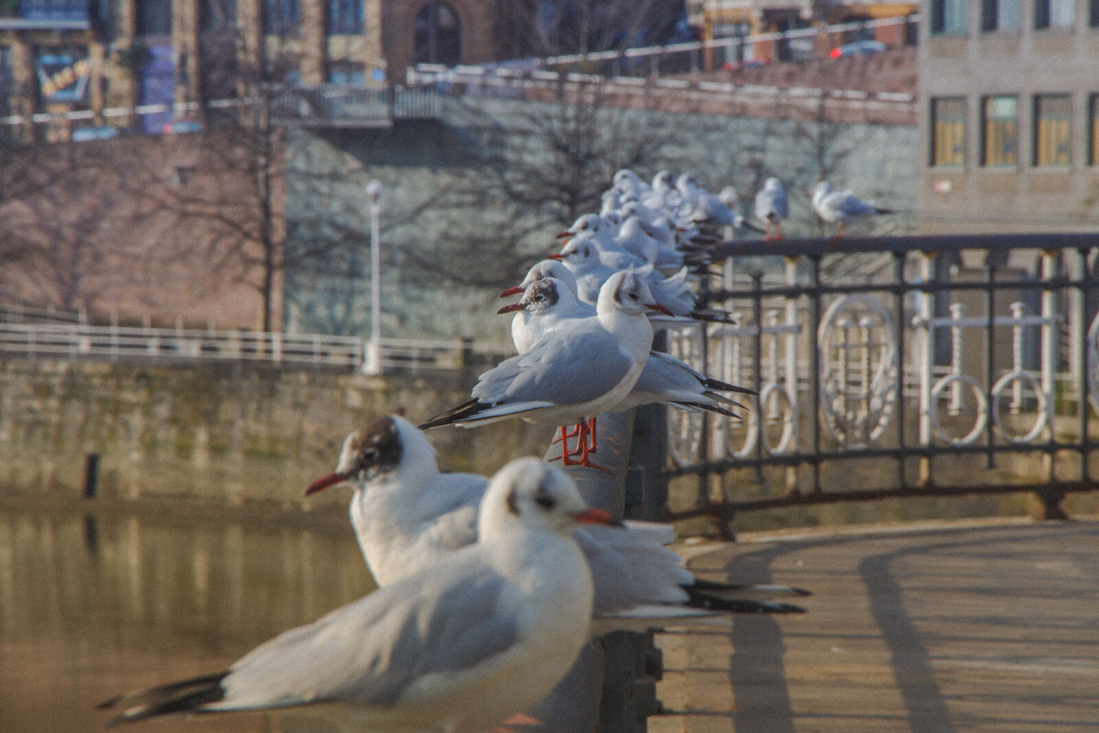 Canon EOS 650D (EOS Rebel T4i / EOS Kiss X6i) + Canon EF-S 18-135mm F3.5-5.6 IS STM sample photo. Bilbao, pigeons, river, riverside photography