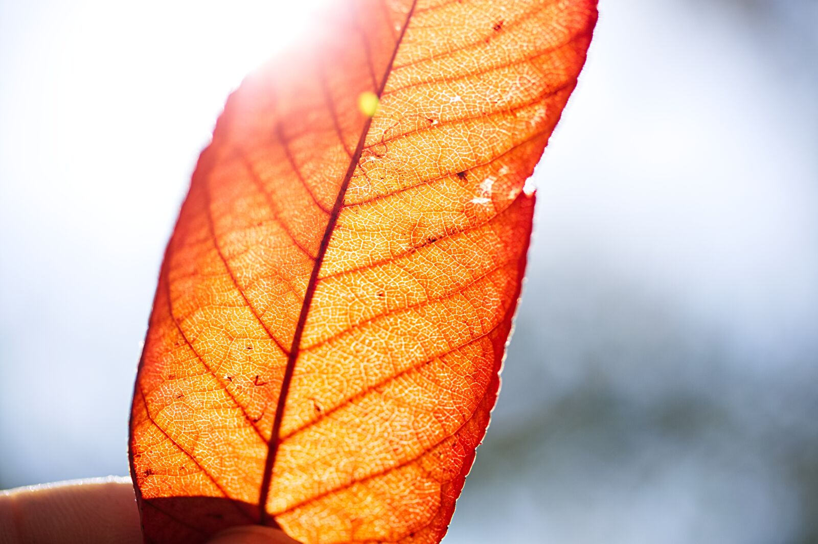 Canon EOS 450D (EOS Rebel XSi / EOS Kiss X2) sample photo. Autumn, autumn leaf, fall photography