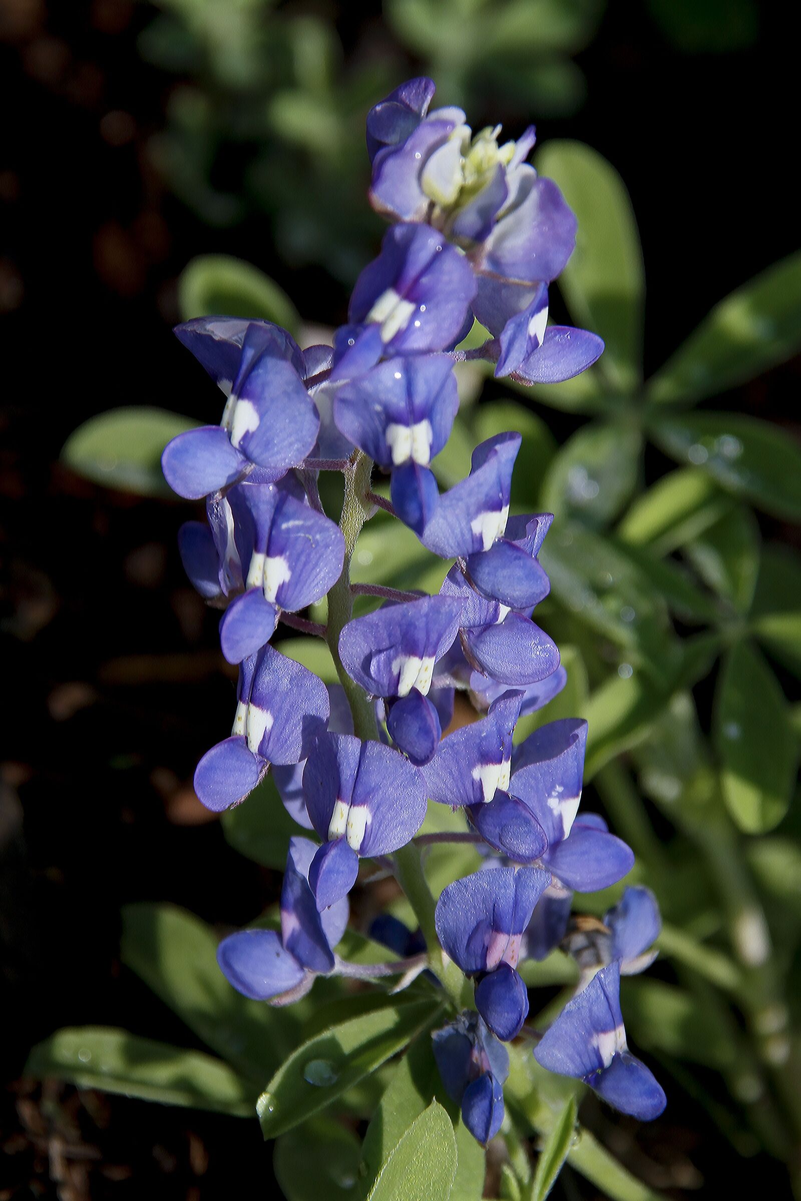 Canon EOS 7D sample photo. Blue bonnet, flower, blue photography