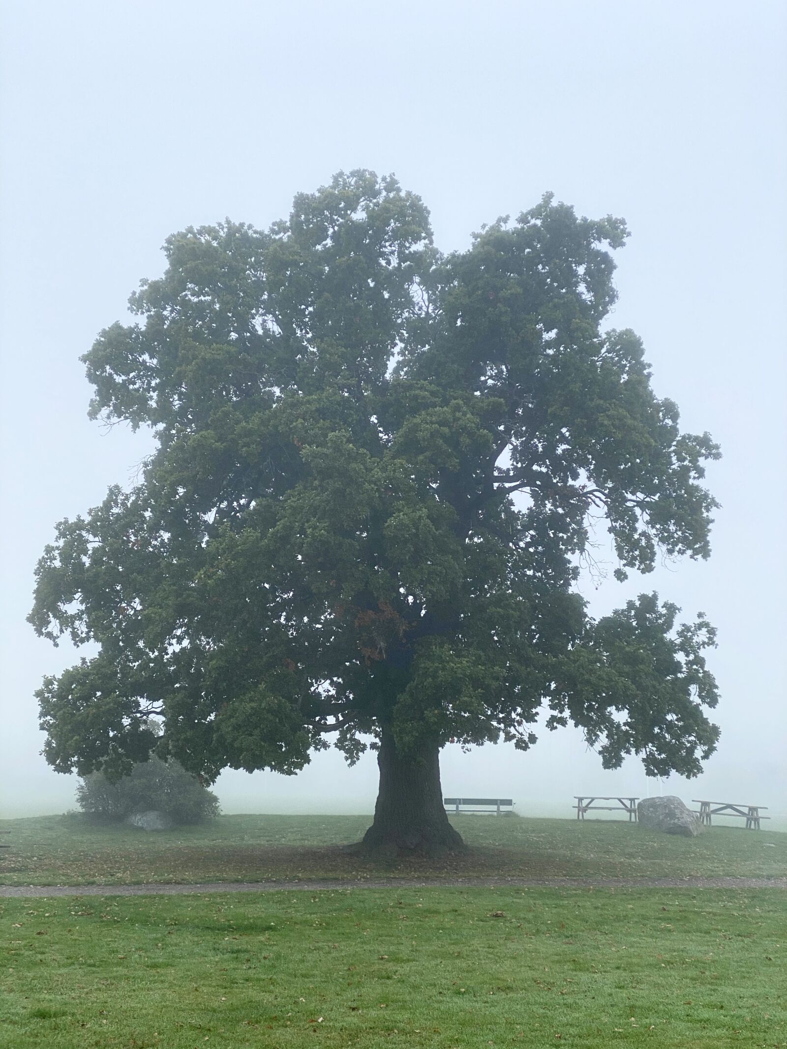 Apple iPhone 11 Pro sample photo. Oak, tree, autumn photography