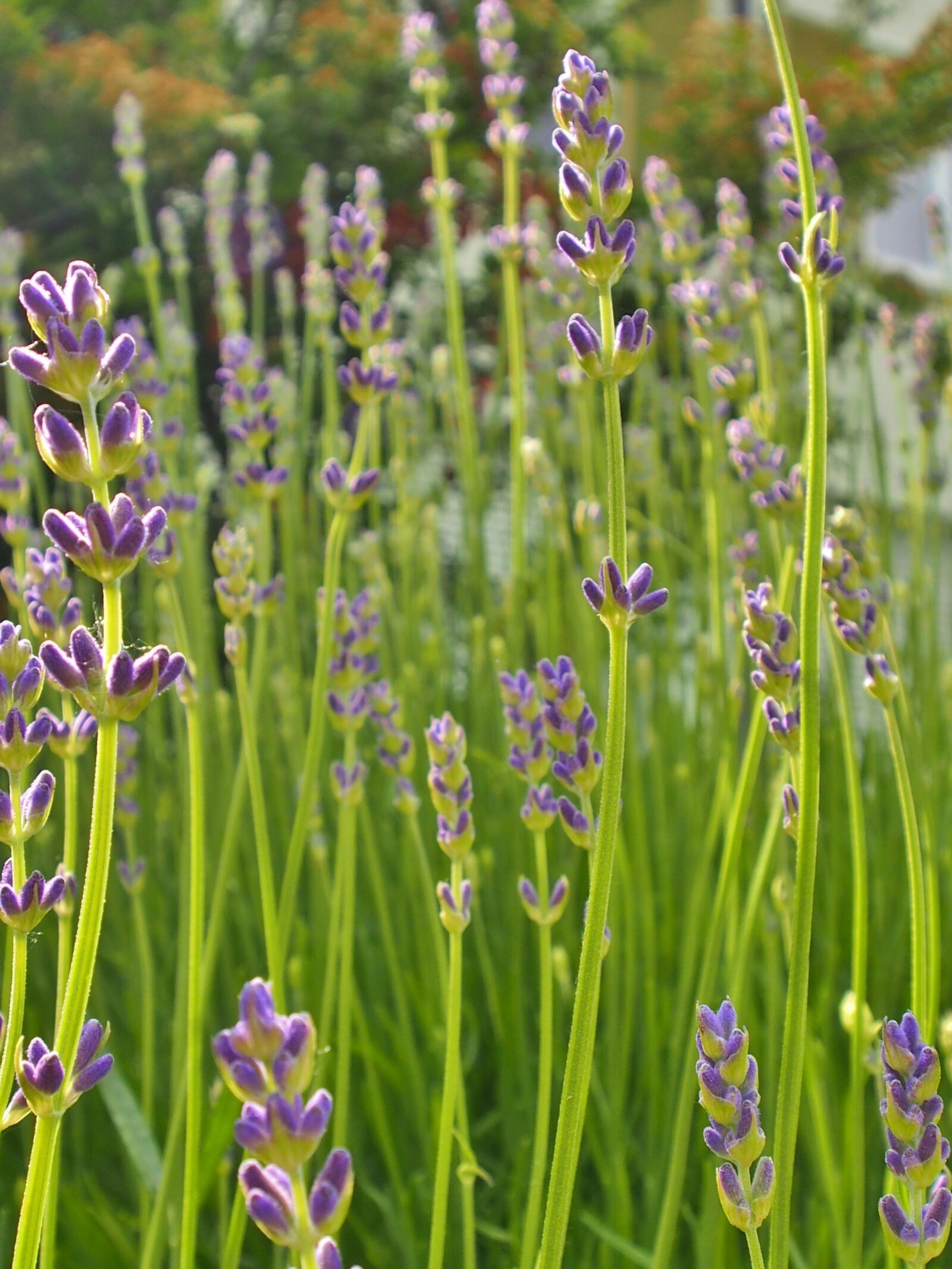 OLYMPUS M.12-50mm F3.5-6.3 sample photo. Lavender, purple, flowers photography