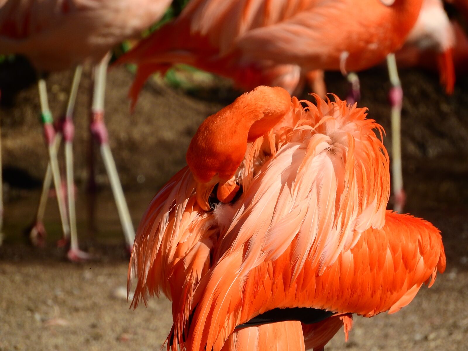 Nikon Coolpix P610 sample photo. Flamingo cuban, phoenicopterus ruber photography