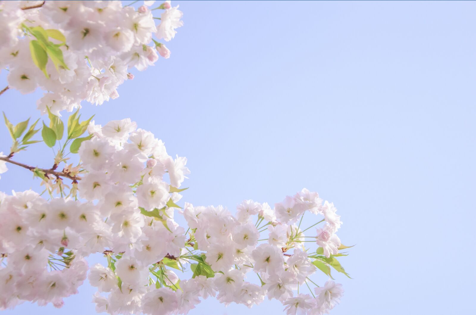Nikon D7000 sample photo. Cherry blossom, pink, spring photography