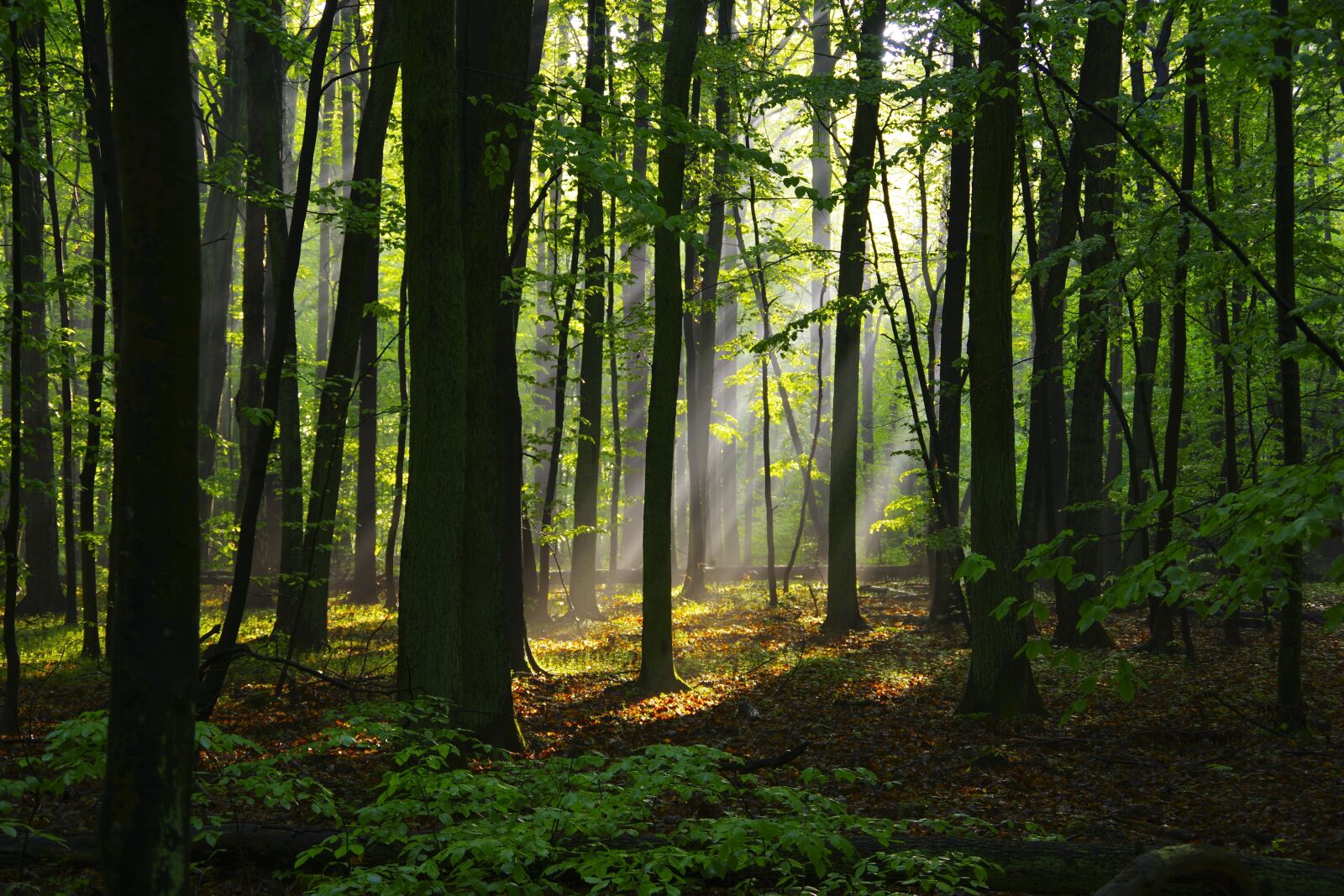 Pentax K-70 sample photo. Forest, wood, trees photography