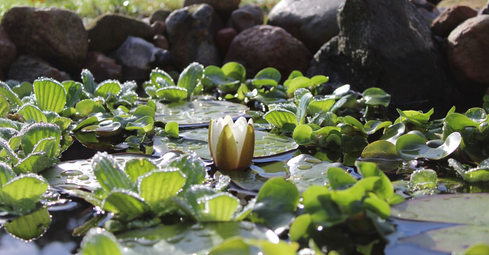 Canon EOS 1200D (EOS Rebel T5 / EOS Kiss X70 / EOS Hi) sample photo. Water lily, nuphar lutea photography