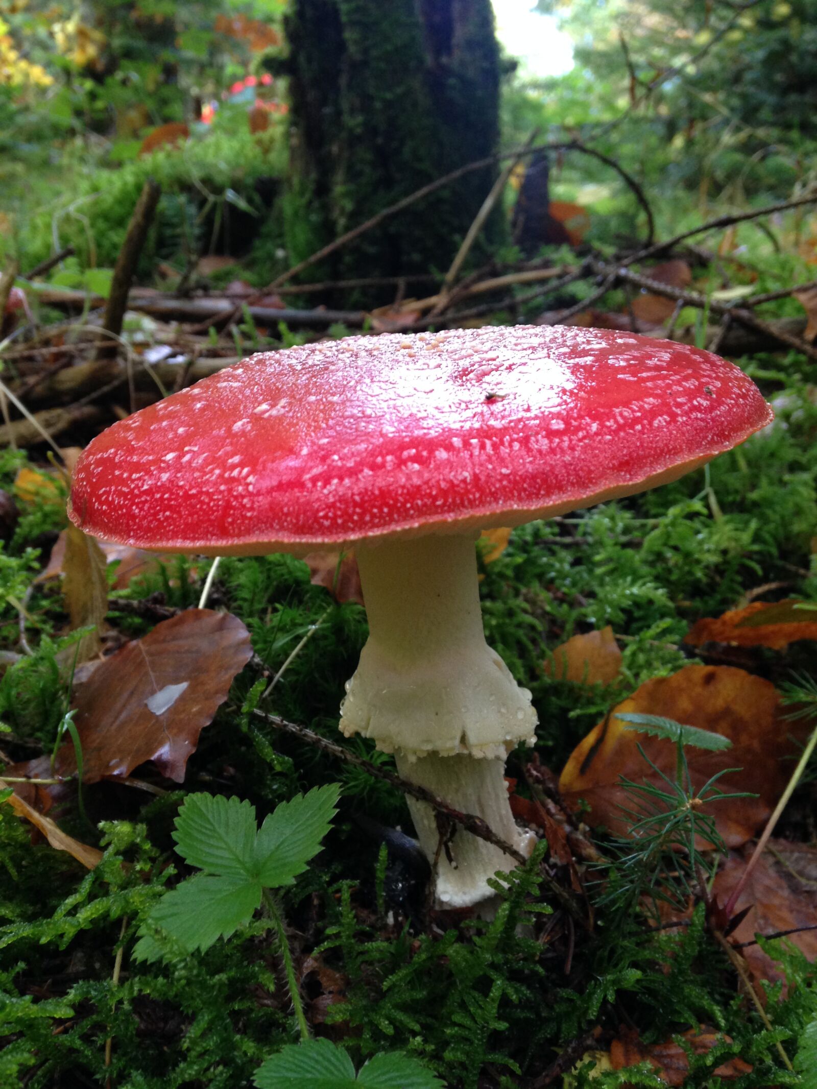 iPhone 5c back camera 4.12mm f/2.4 sample photo. Mushrooms, forest, amanita photography